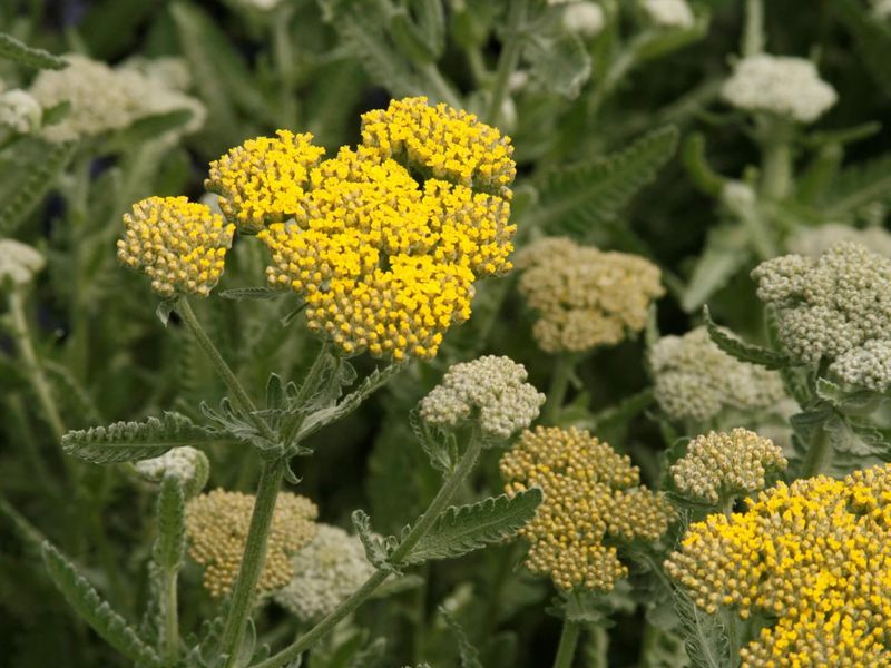 Yarrow