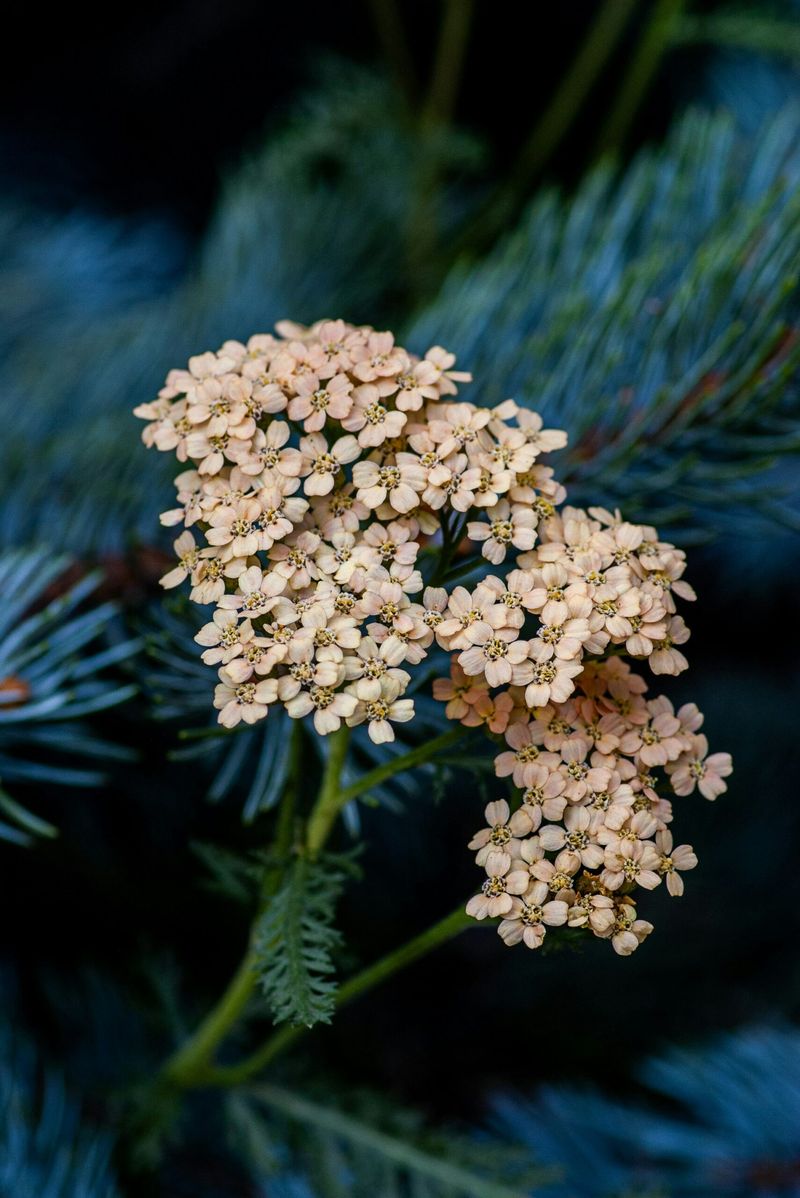 Yarrow