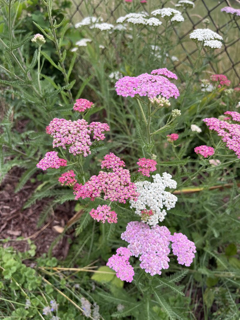 Yarrow