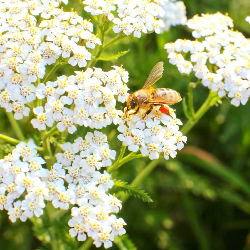 Yarrow (Achillea millefolium)