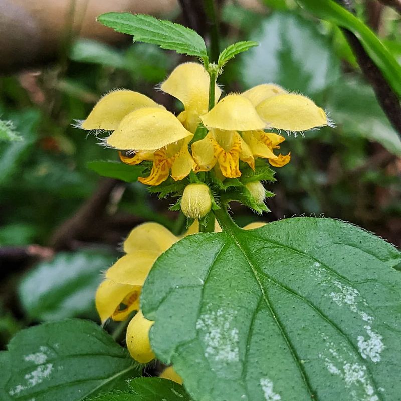 Yellow Archangel