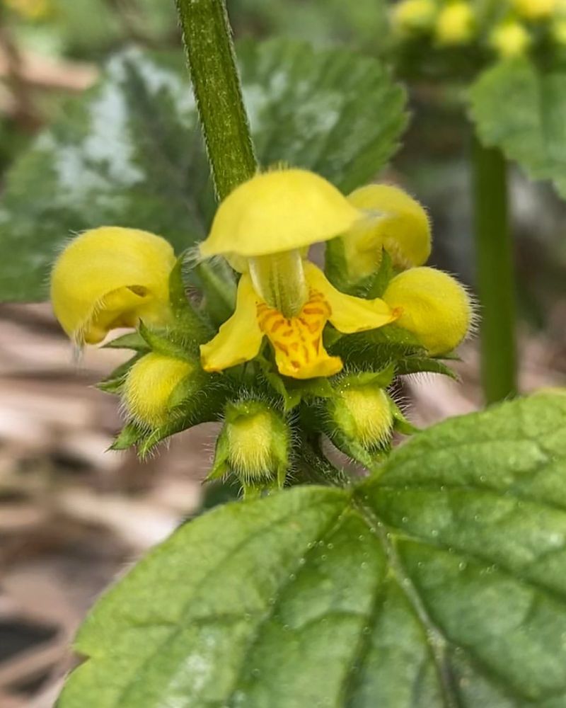 Yellow Archangel