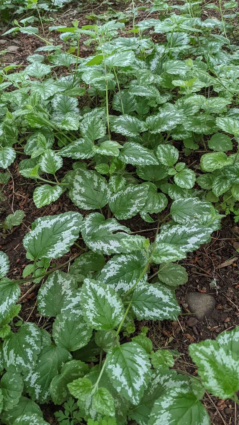 Yellow Archangel