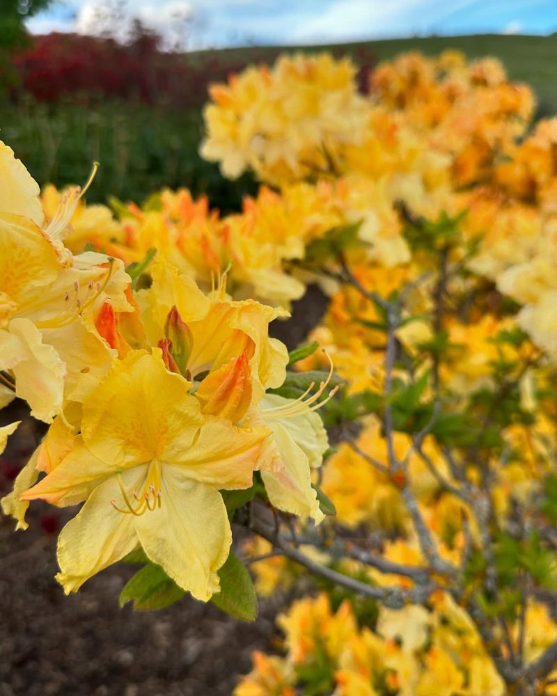 Yellow Azalea