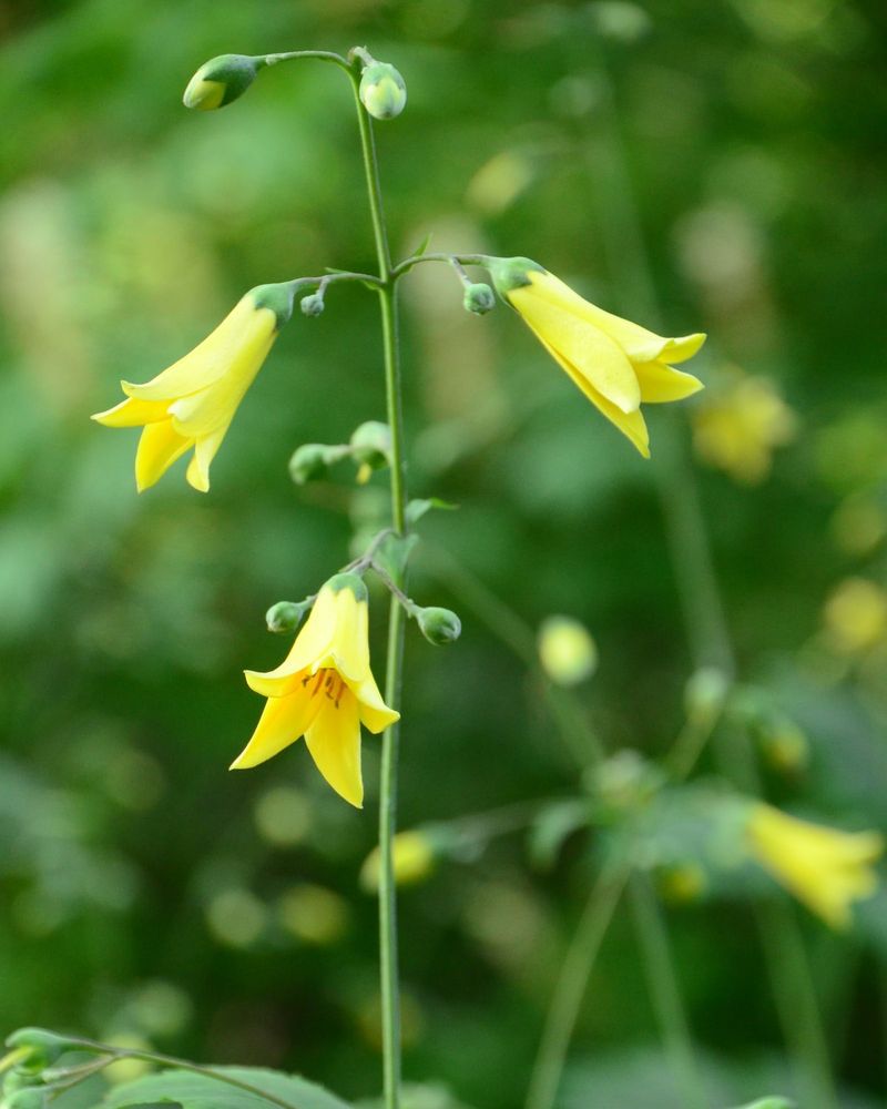 Yellow Bellflower