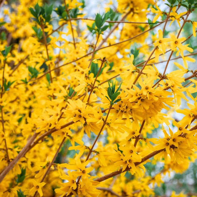 Yellow Butterfly Bush