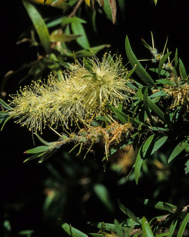 Yellow Callistemon