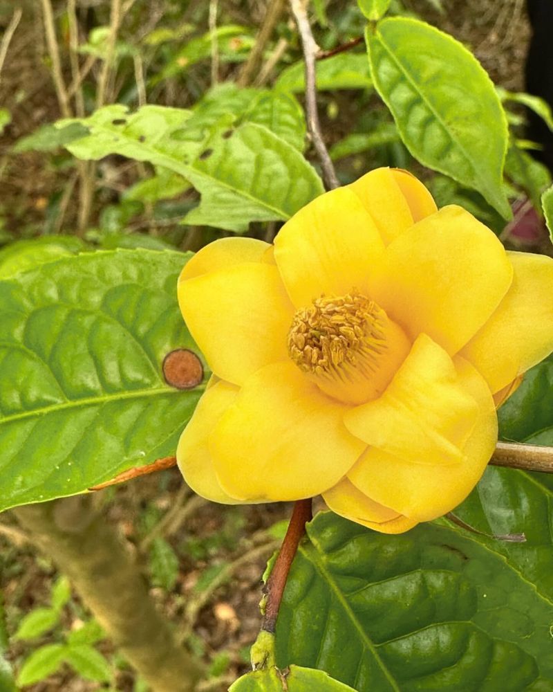 Yellow Camellia