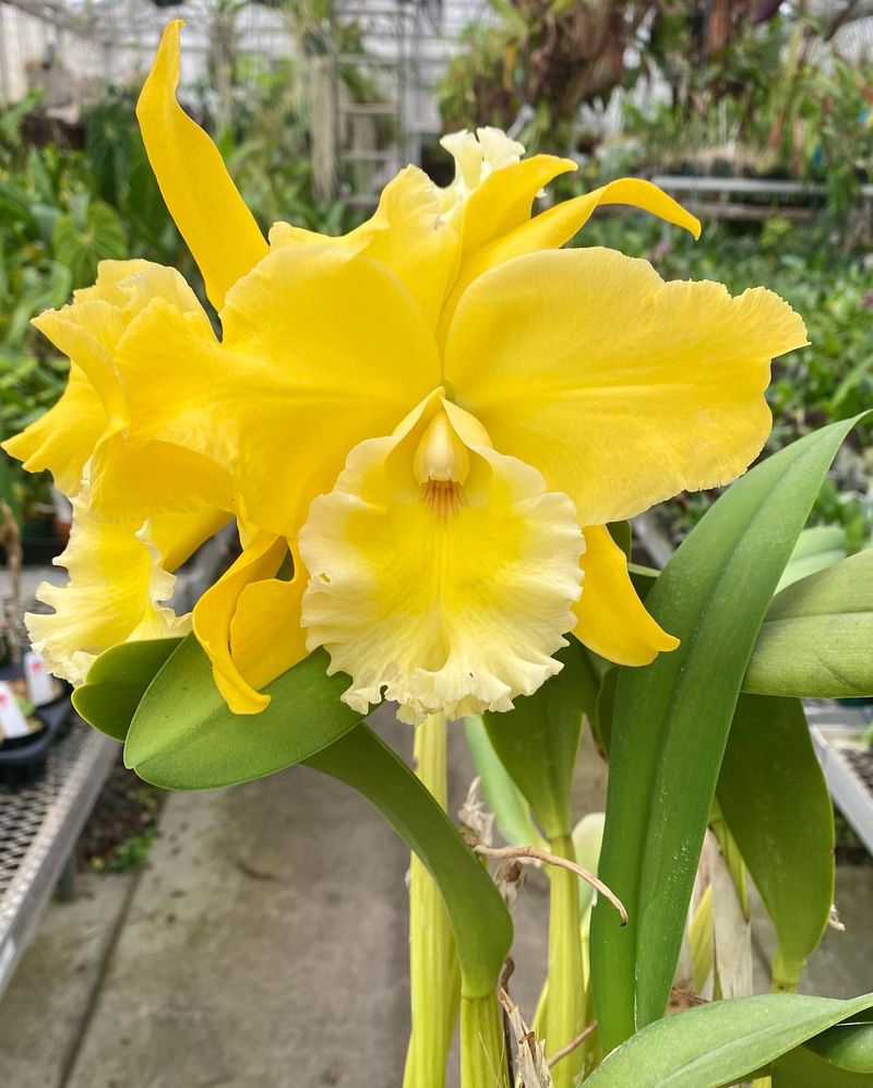 Yellow Cattleya Orchid