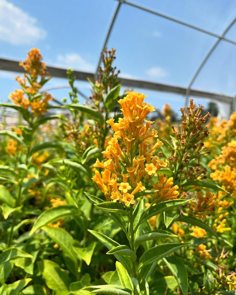 Yellow Cestrum