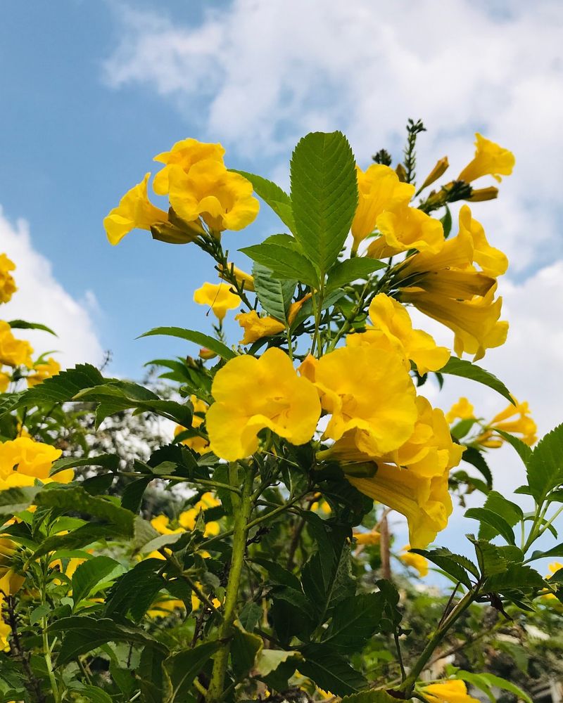 Yellow Elder