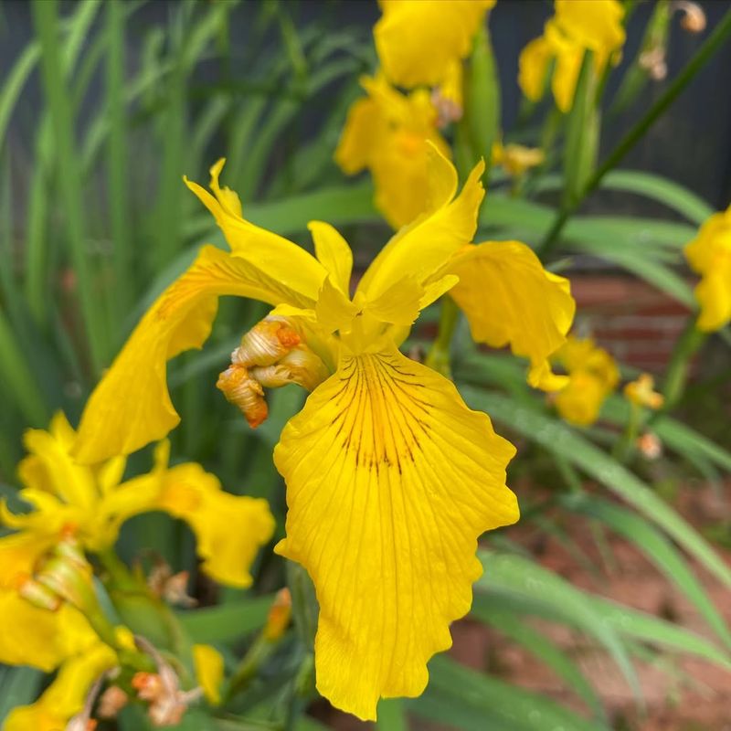 Yellow Flag Iris