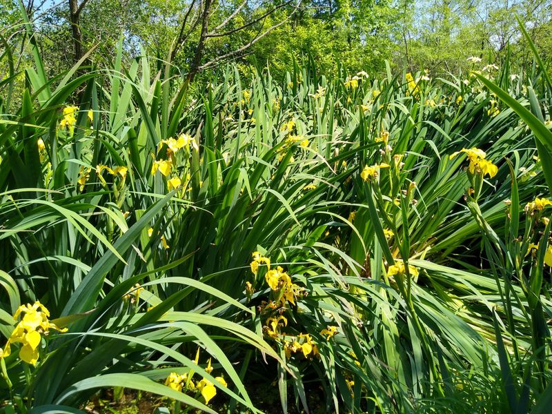 Yellow Flag Iris