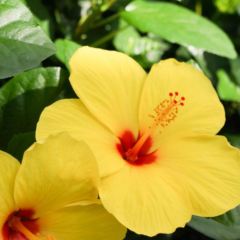 Yellow Hibiscus