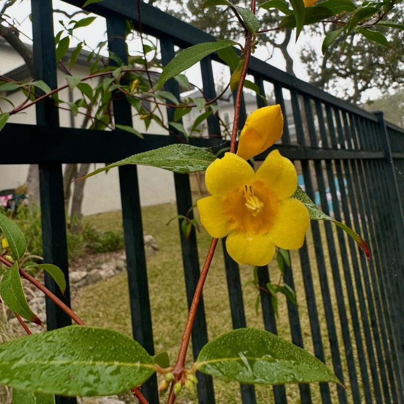 Yellow Jessamine - South Carolina