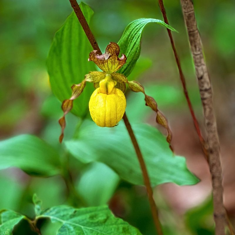 Yellow Lady Slipper Orchid