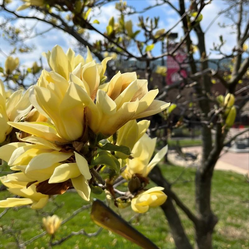 Yellow Magnolia