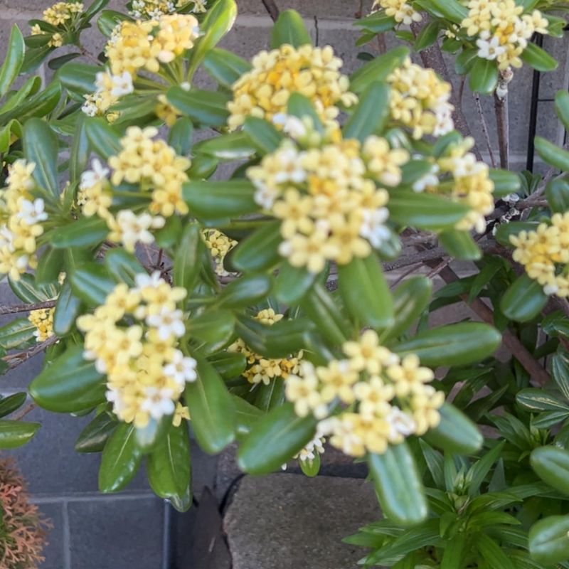 Yellow Mock Orange