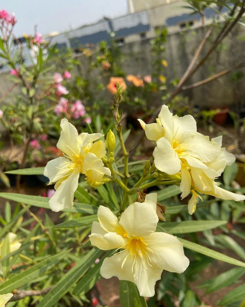 Yellow Oleander