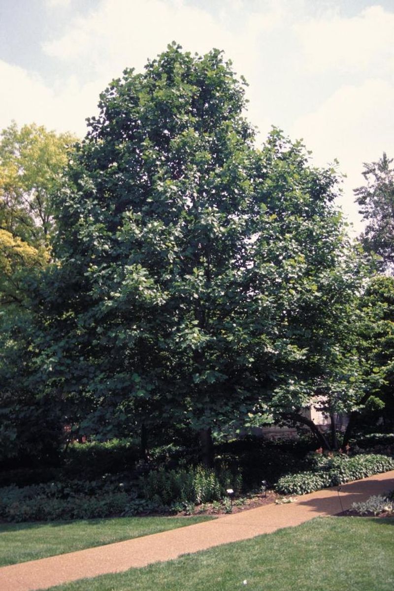 Yellow Poplar