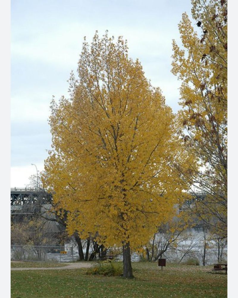 Yellow Poplar