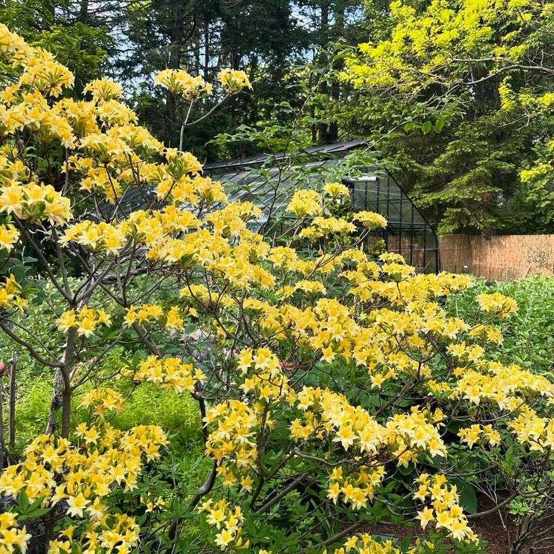 Yellow Rhododendron