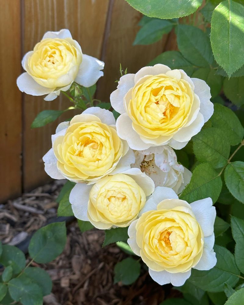 Yellow Rose