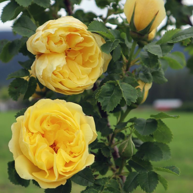 Yellow Roses