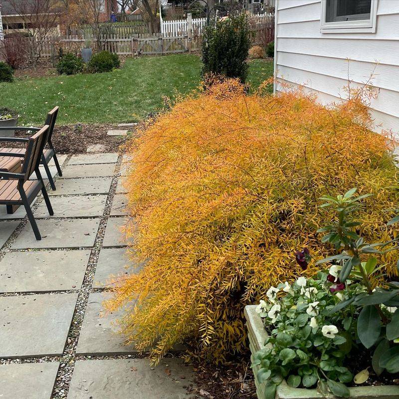 Yellow Spirea