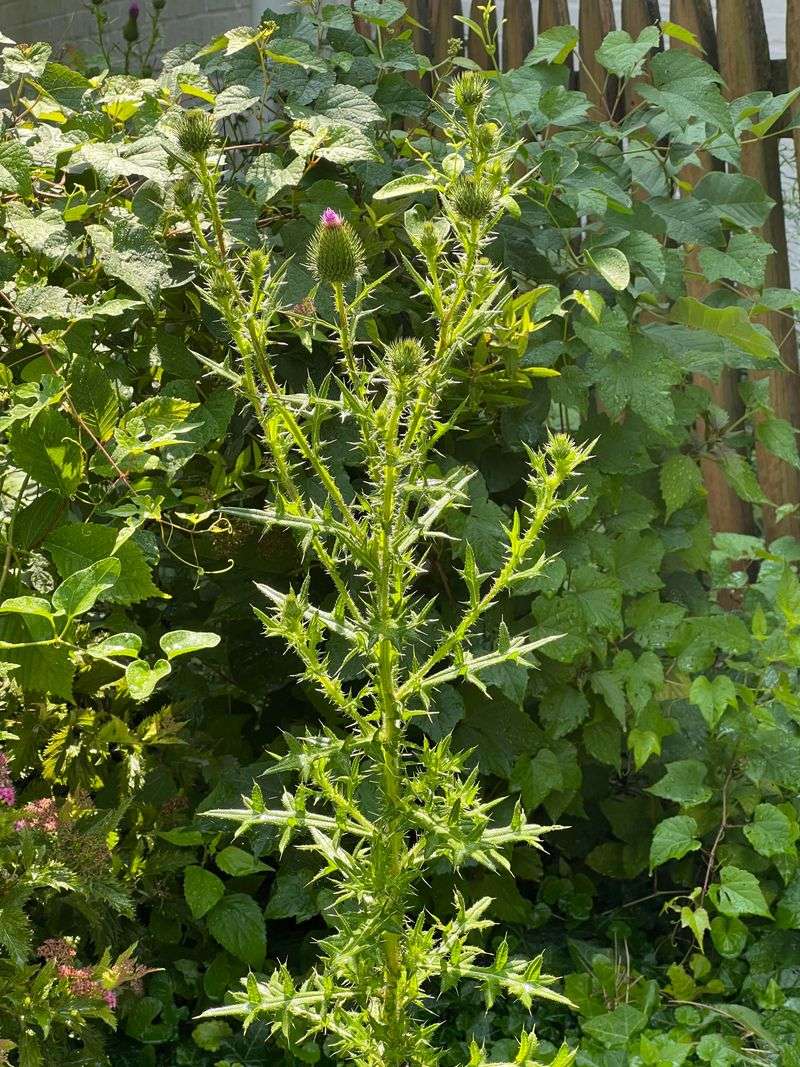 Yellow Star Thistle