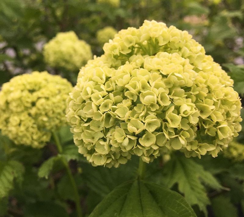 Yellow Viburnum