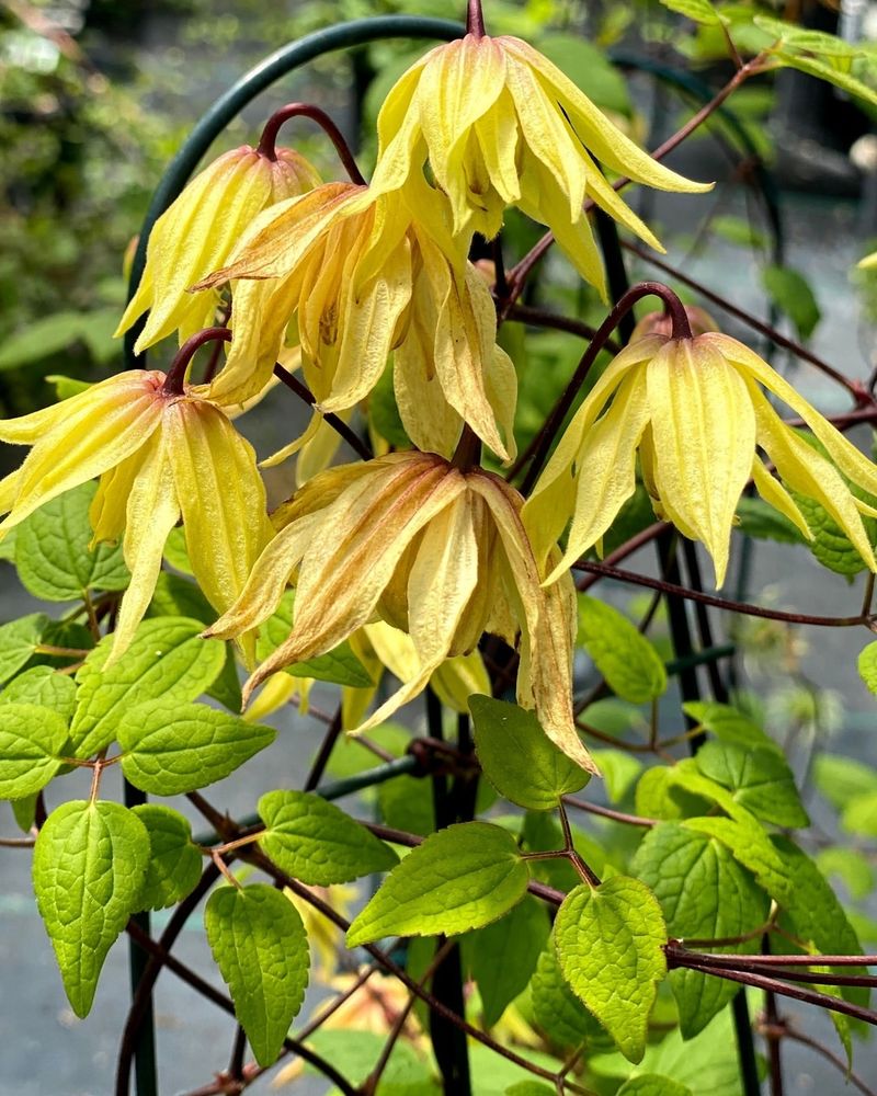 Yellow Weigela