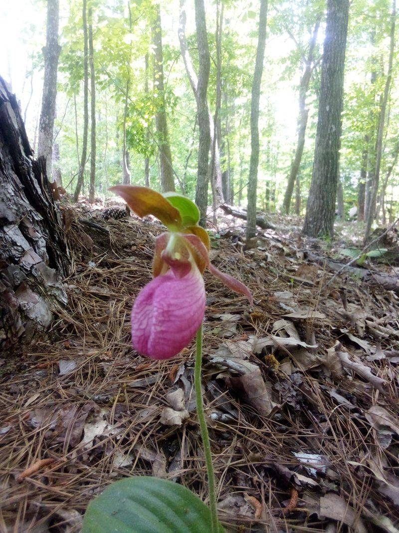 Yellow and Purple Lady Slippers