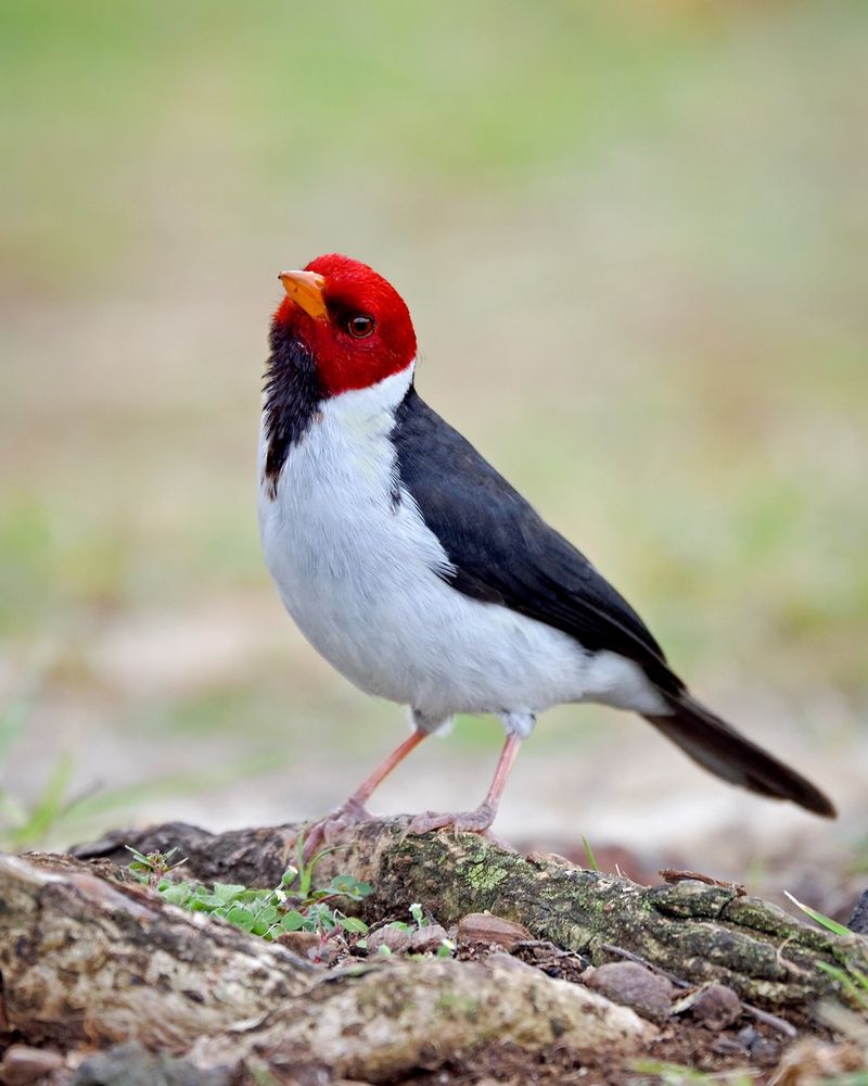 Yellow-billed Cardinal