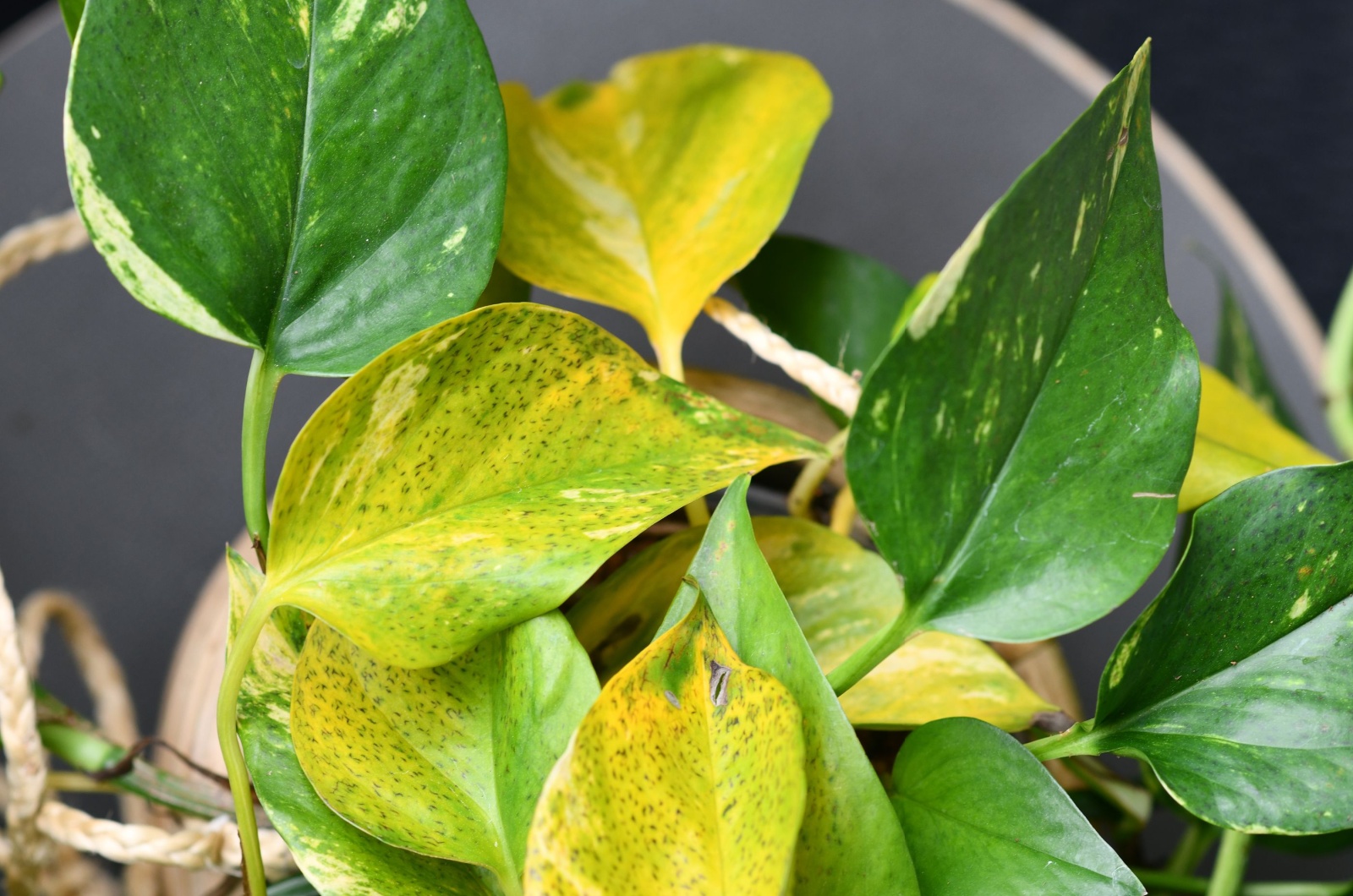 Yellow pothos leaves