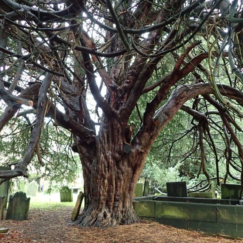 Yew Tree