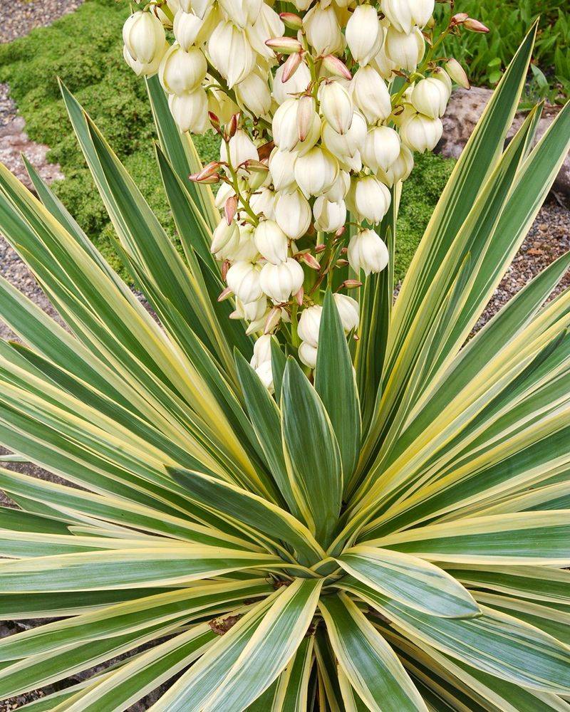 Yucca