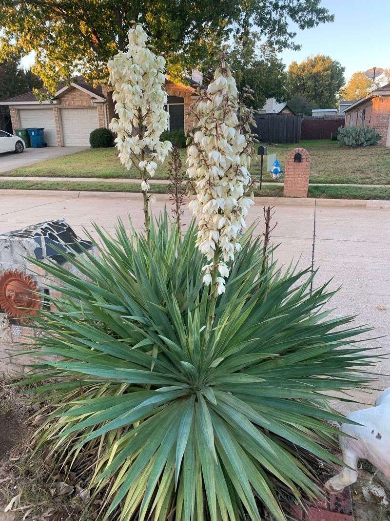 Yucca