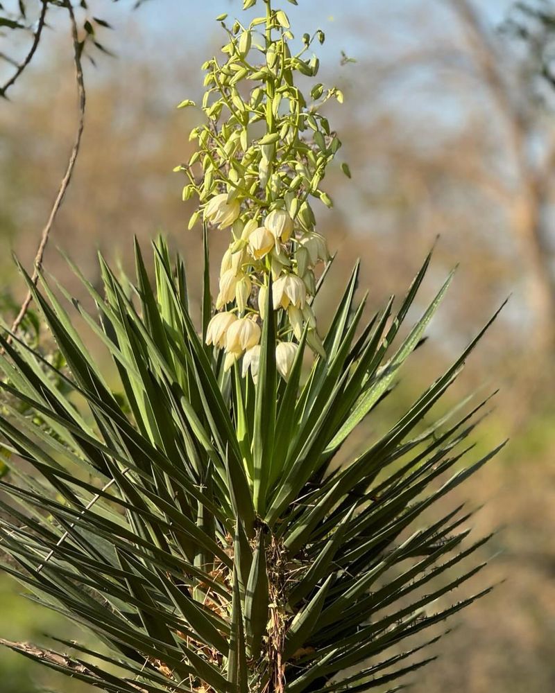 Yucca