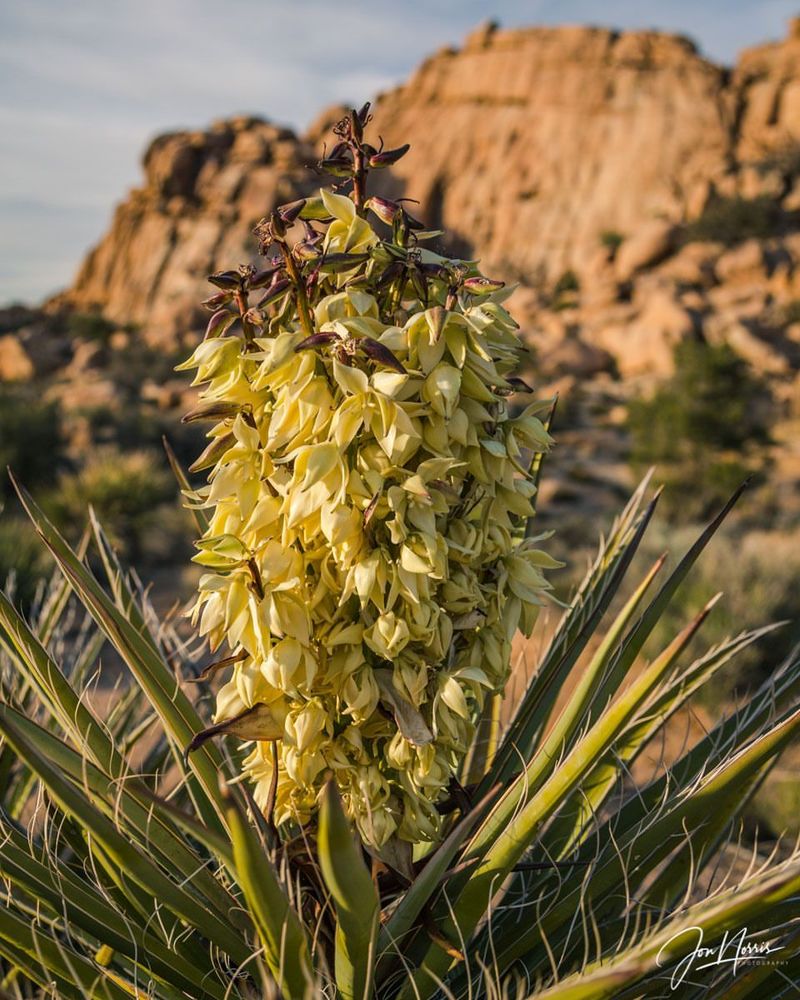 Yucca