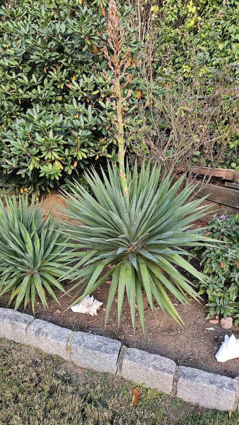 Yucca