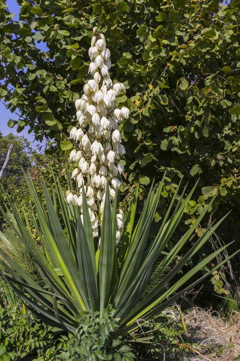 Yucca