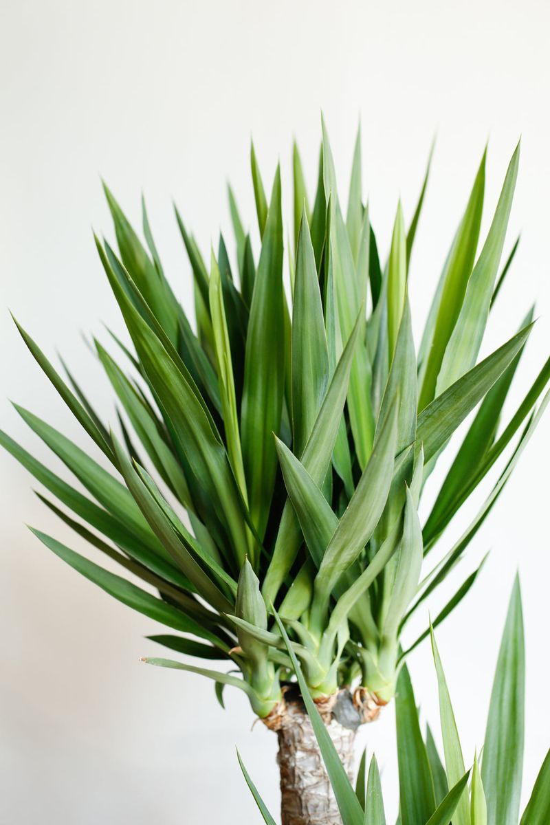 Yucca