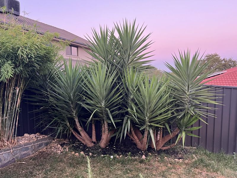 Yucca Barrier