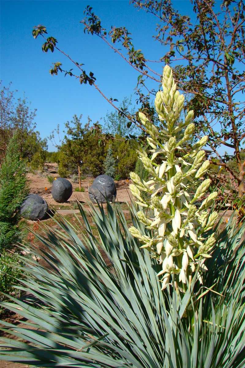 Yucca - New Mexico