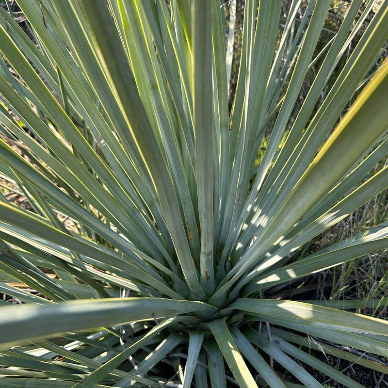 Yucca Plant