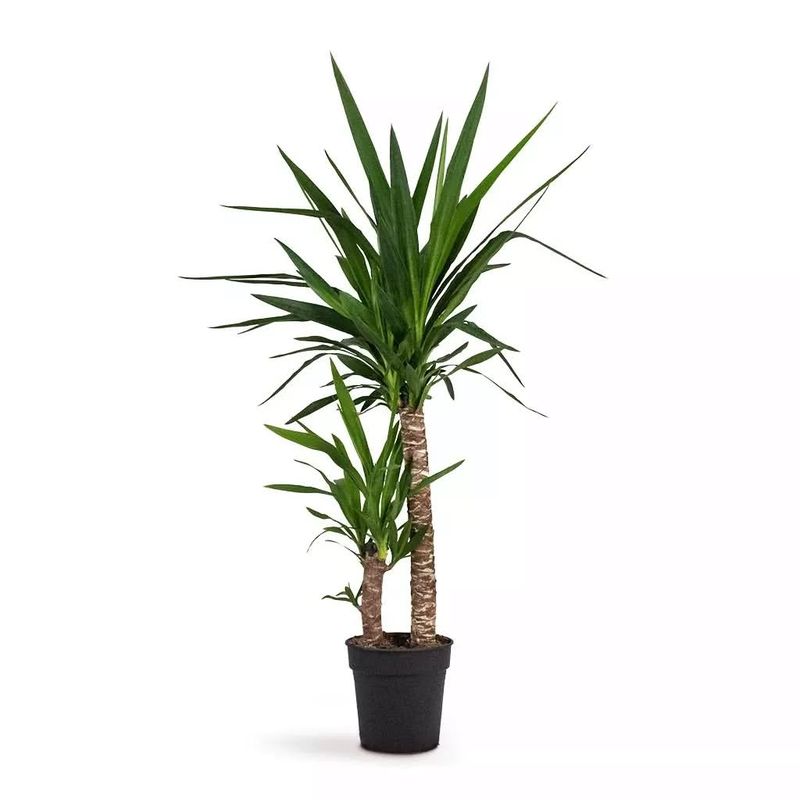 Yucca Plant