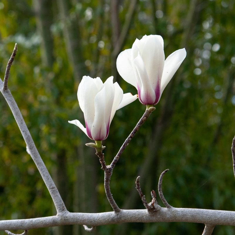 Yulan Magnolia