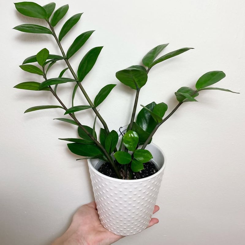 ZZ Plant