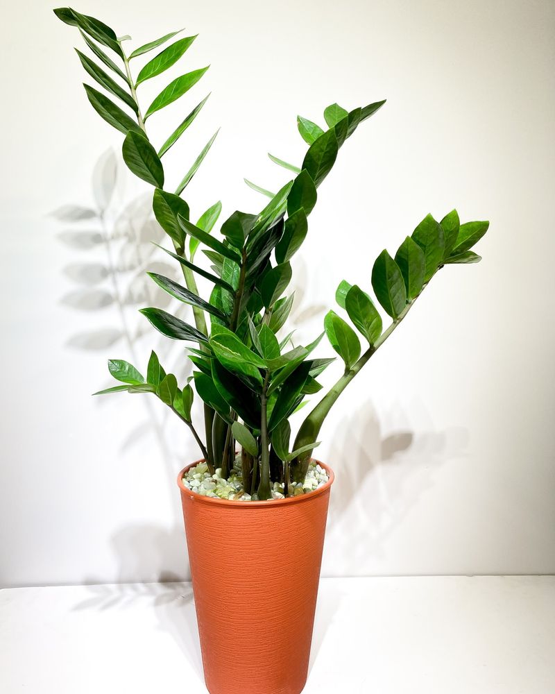 Zamioculcas Zamiifolia (ZZ Plant)